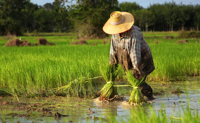 Thai agriculture sector gets aggressive with IT spending: IDC