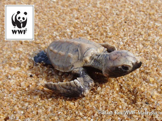 LivingSocial and WWF-Malaysia in campaign to save turtles