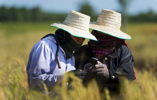 DHL eCommerce helps Thai rice farmers connect directly to consumers