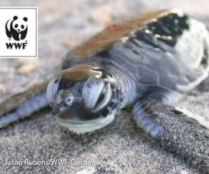 LivingSocial and WWF-Malaysia in campaign to save turtles